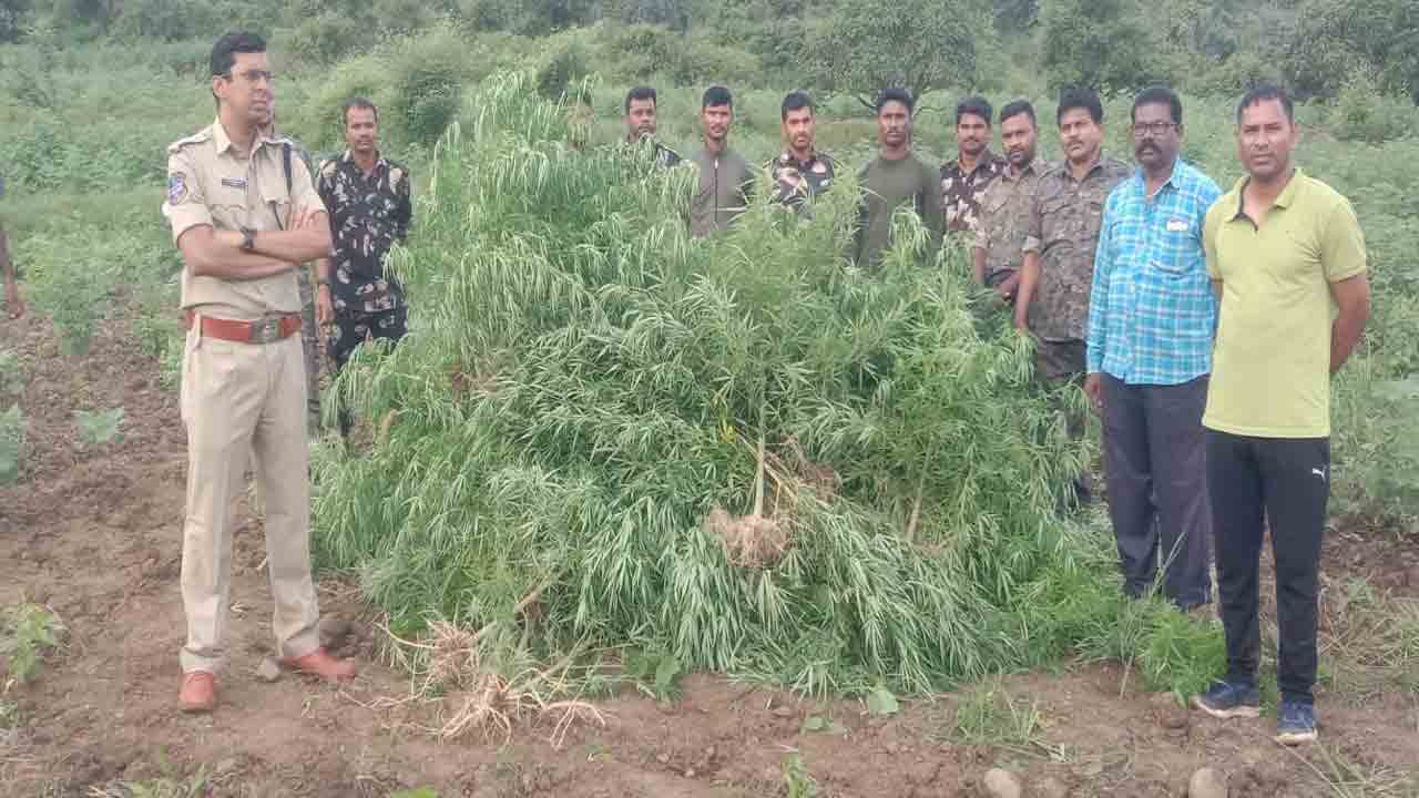 గంజాయి సాగు చేస్తే భూమి పట్టాలు రద్దు