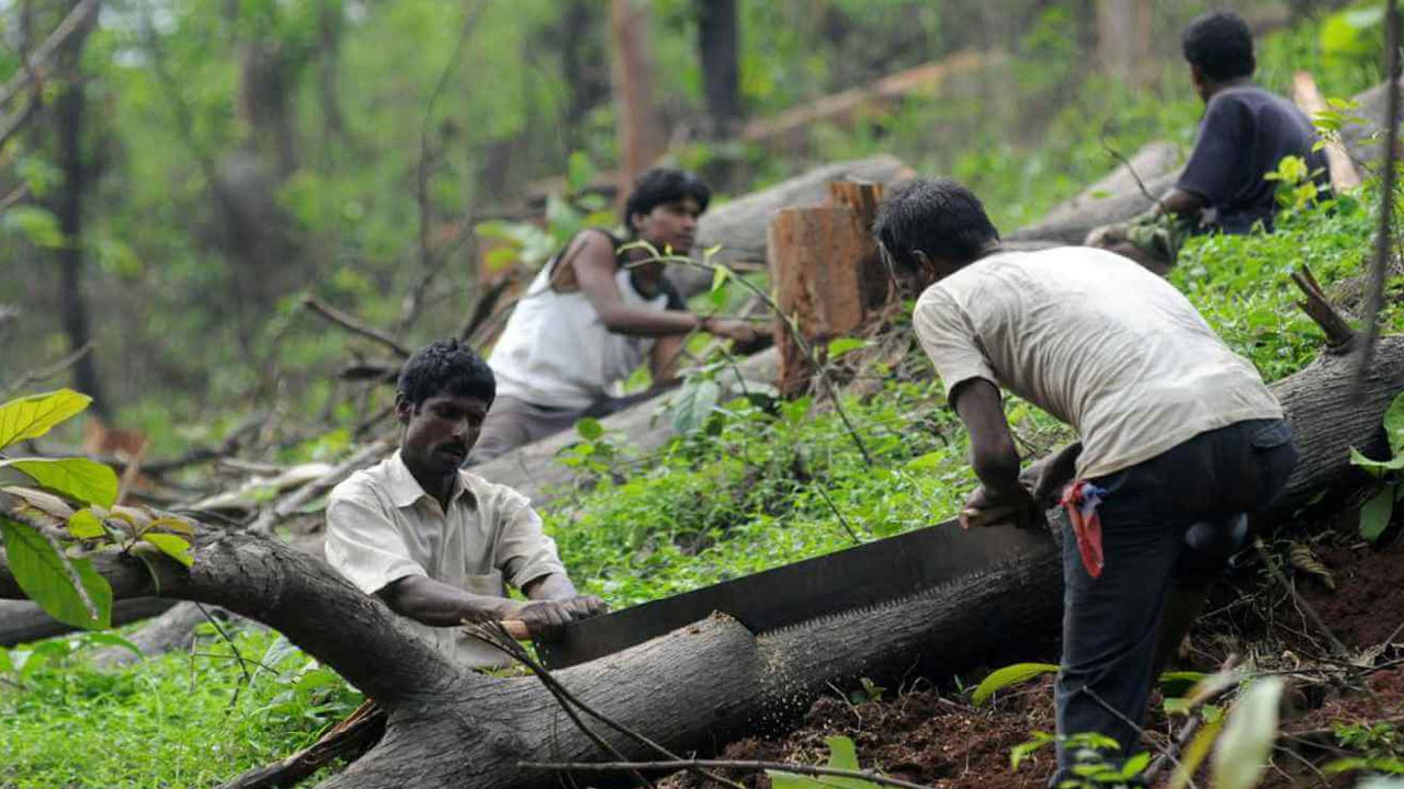 కార్బెట్‌ టైగర్‌ రిజర్వులో 6 వేల చెట్ల నరికివేత