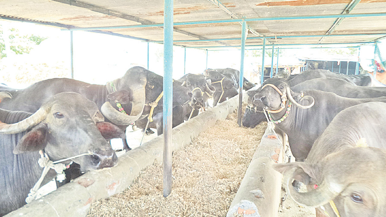 గోపాలమిత్రలకు ‘గౌరవం’