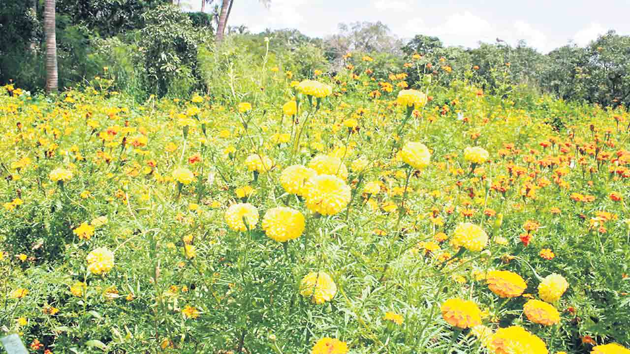 లాభాల బంతి.. పెట్టుబడి తక్కువ.. ఆదాయం ఎక్కువ