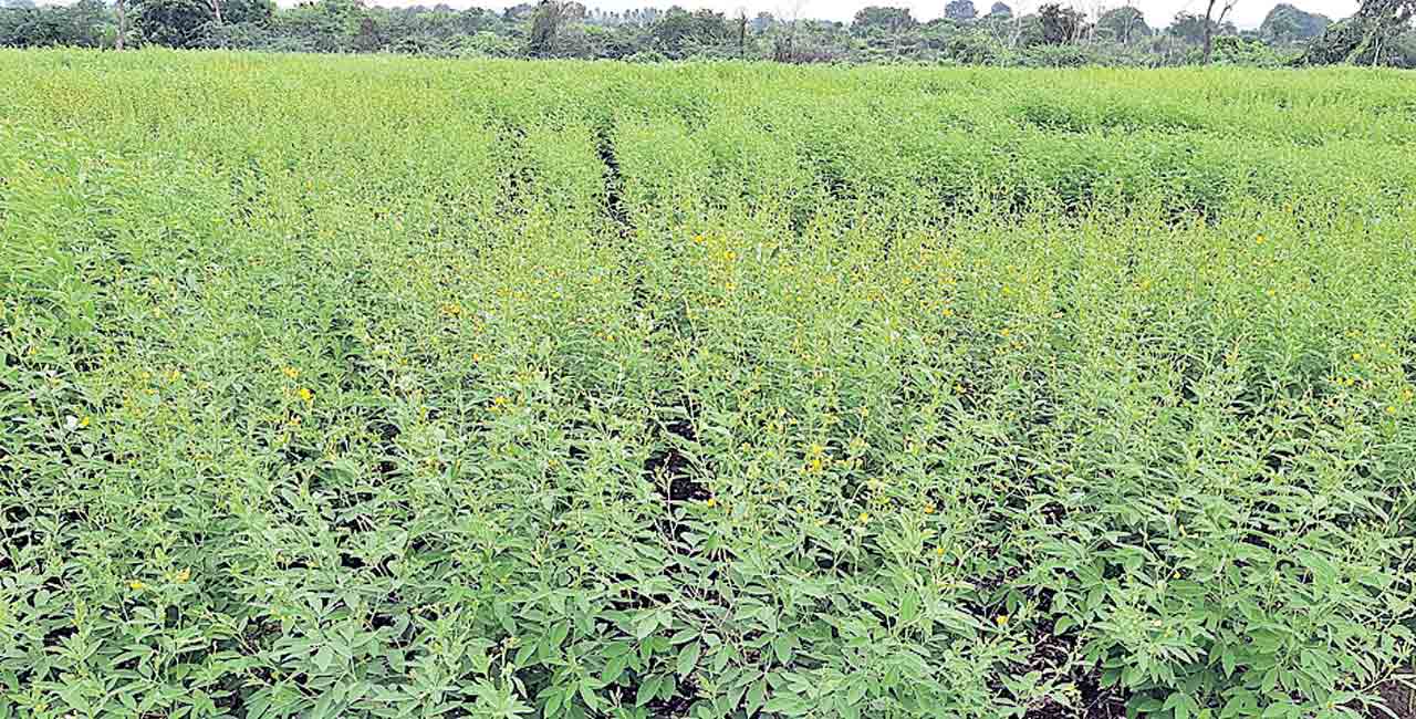 మెట్టపంటలు ఆశాజనకం