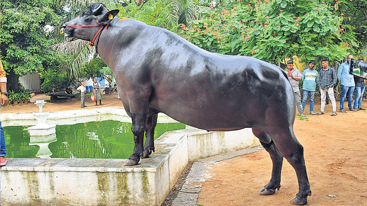 ఈ కృష్ణుడు.. సదర్‌ యోధుడు