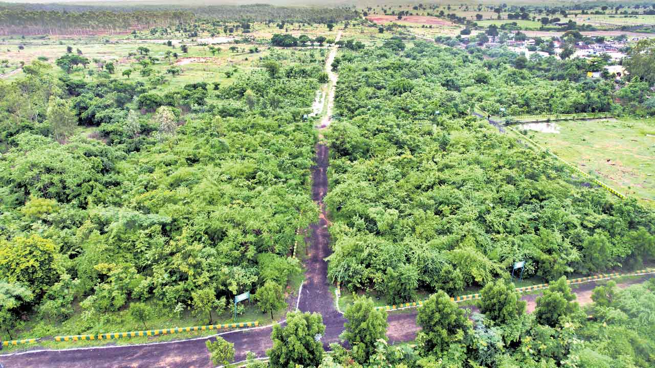 సతతం హరితం..ఉమ్మడి జిల్లాలో వజయవంతంగా హరితహారం