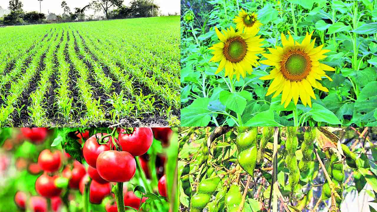 యాసంగిపై యాక్షన్‌ ప్లాన్‌