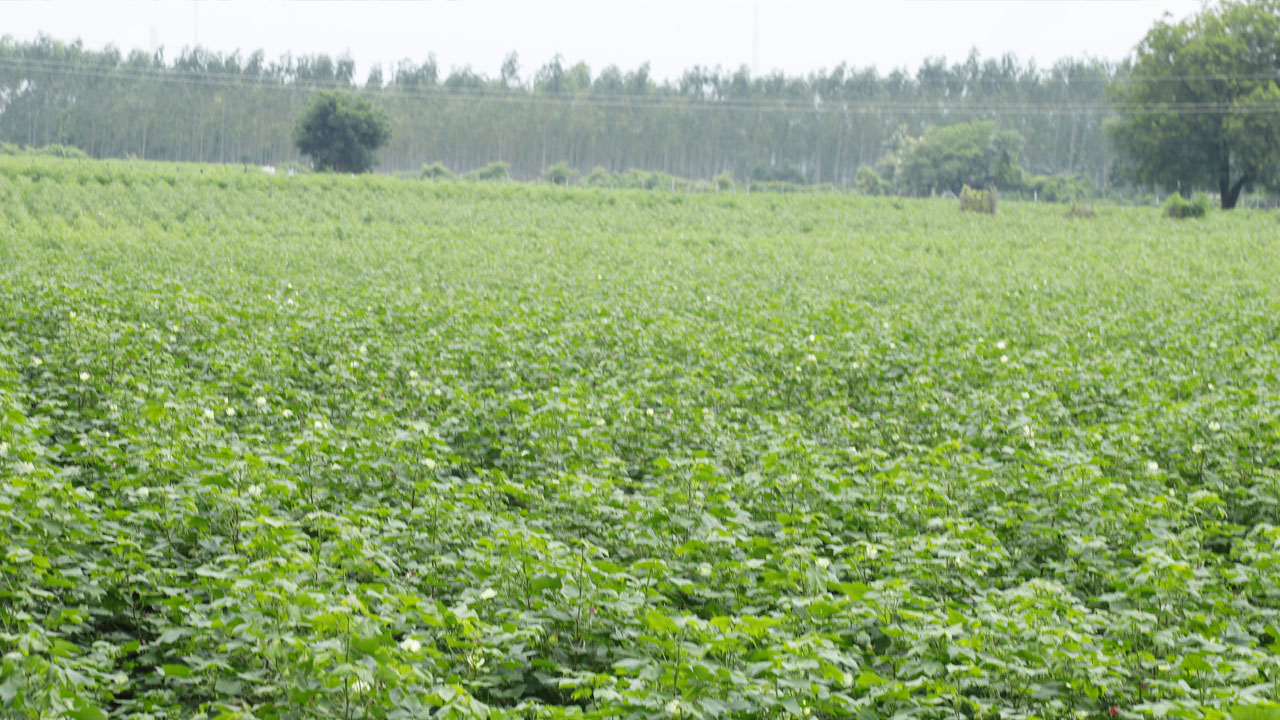 దూది పూలపై కోటి ఆశలు