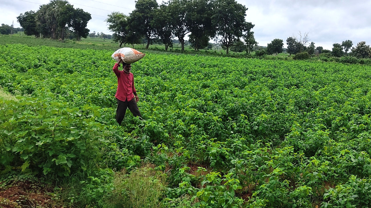 ఉద్యాన పంట సిరులు ఇంట