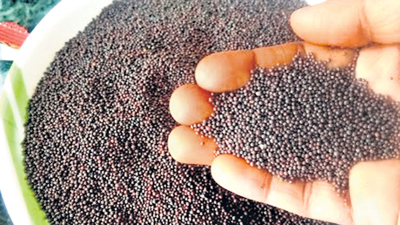 జన్యుమార్పిడి ఆవాలకు పచ్చజెండా