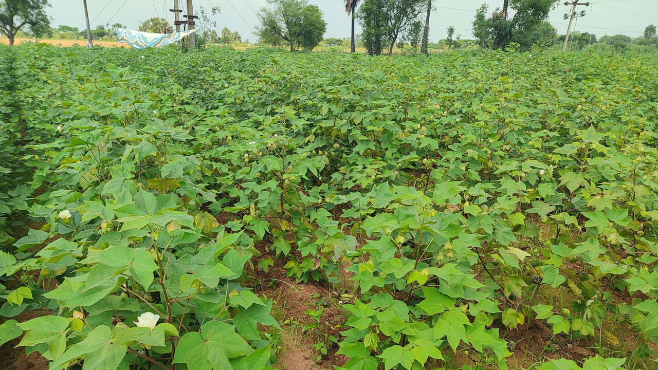 తెల్ల బంగారంపైనే ఆశలు..