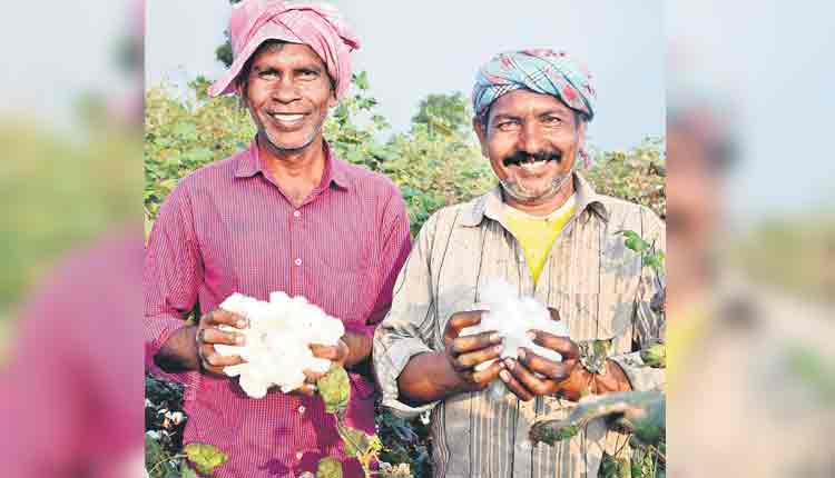 పత్తి రైతుకు ‘ధర’హాసం!