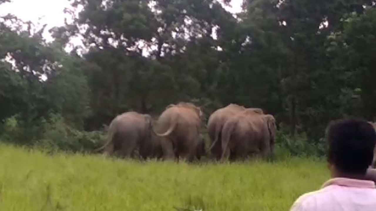 రైస్‌మిల్లుపై ఏనుగుల గుంపు దాడి.. వరుస దాడులతో గ్రామంలో భయాందోళనలు