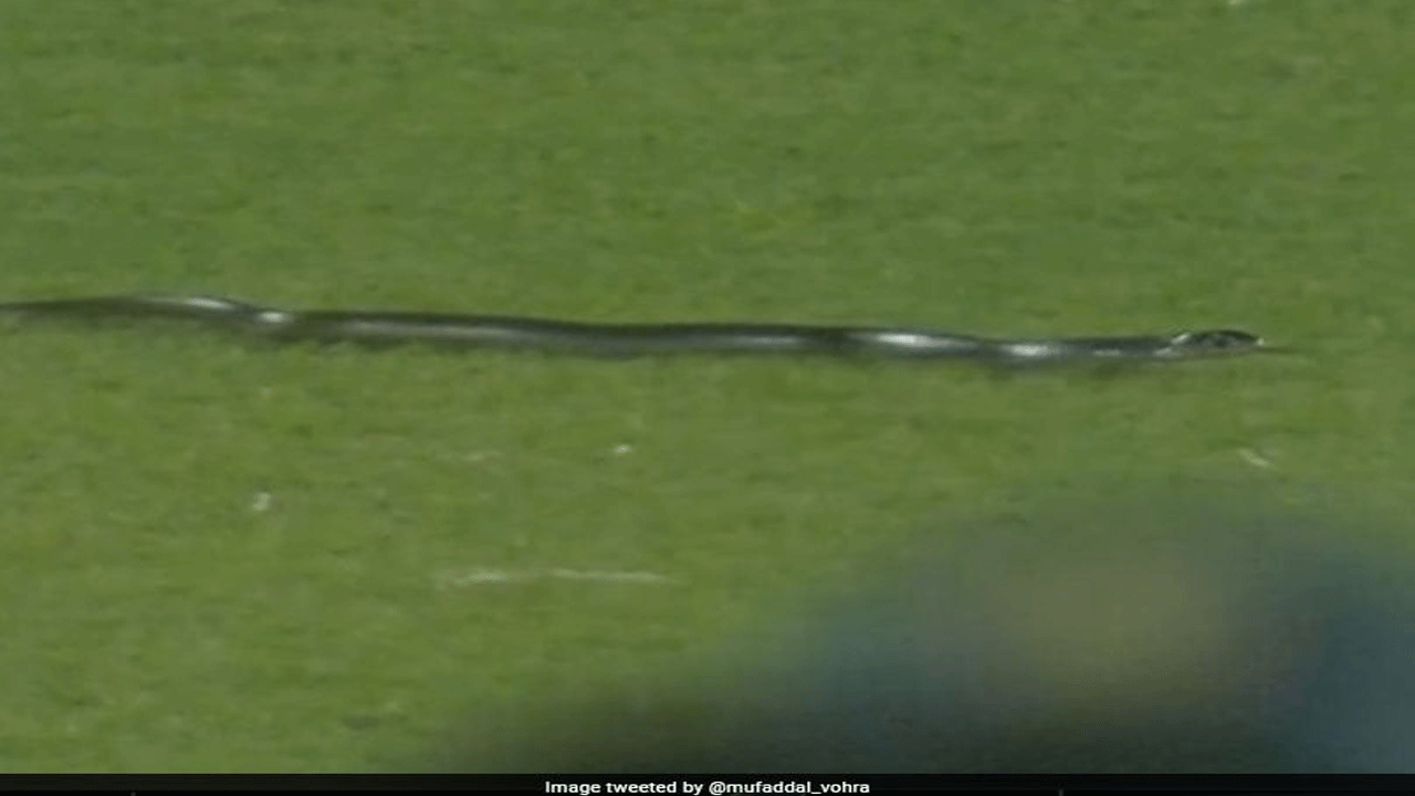 గువ‌హ‌టి స్టేడియంలో పాము క‌ల‌క‌లం..కొద్దిసేపు నిలిచిన మ్యాచ్‌