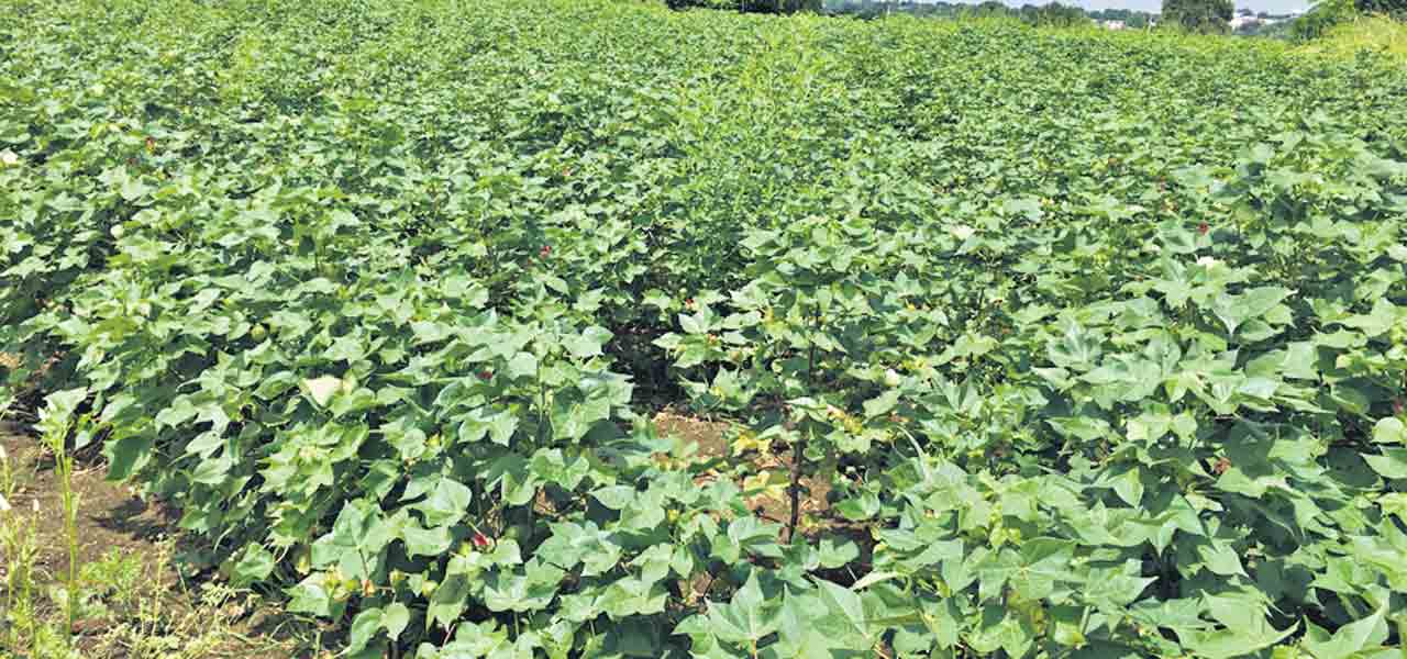 పూత, కాత దశలో పత్తి సాగు