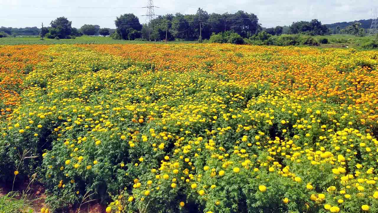 లాభాల..పూలబంతి