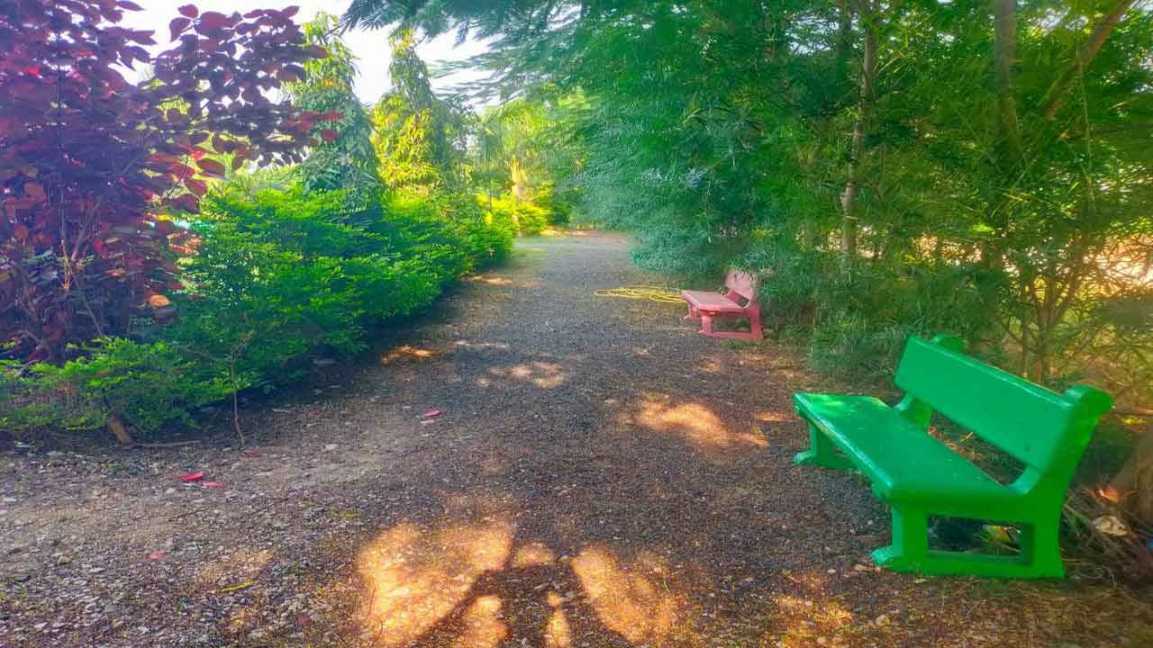 పలకరిస్తున్న పచ్చదనం