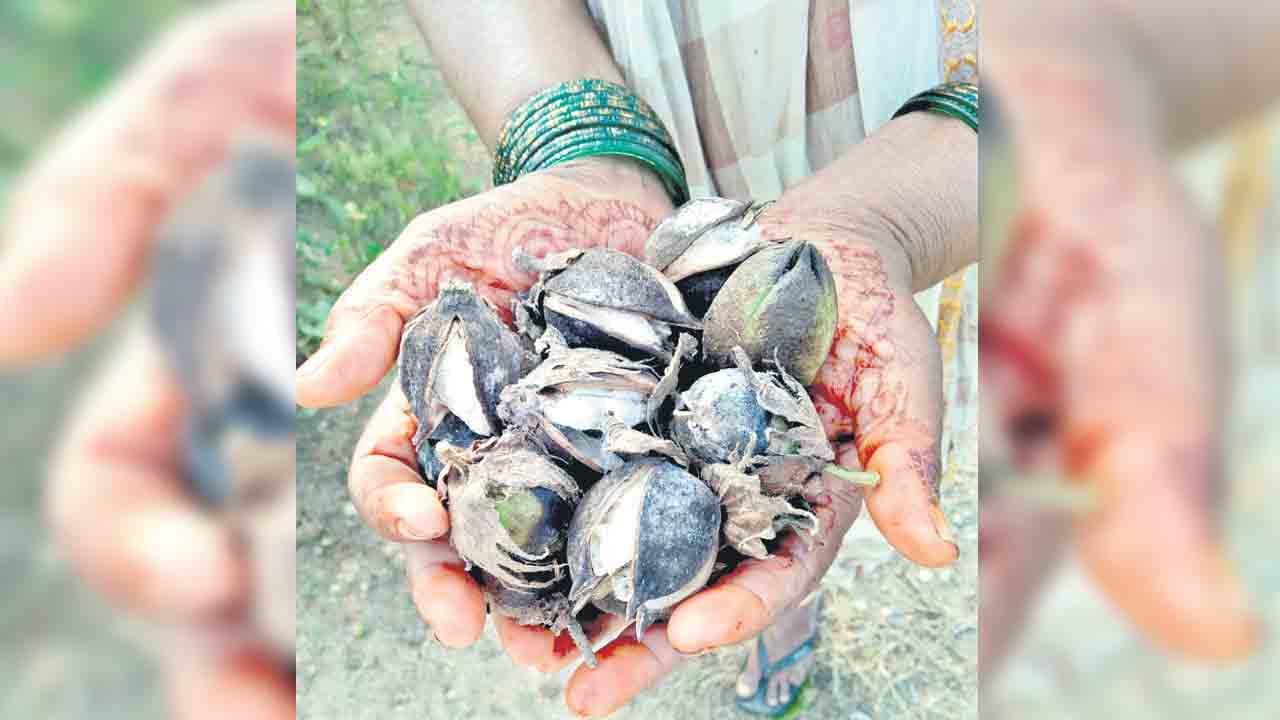 అధిక వర్షం.. అనర్థదాయకం..