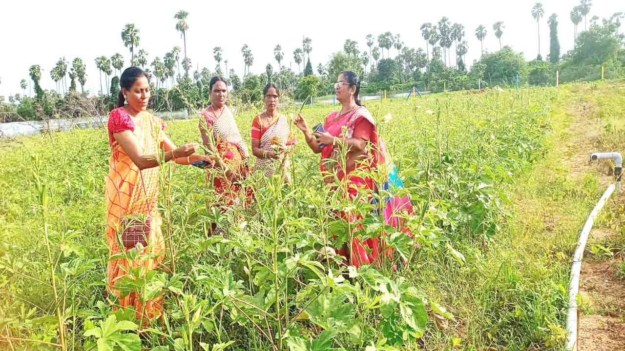 పెరటి తోటలు.. ఆరోగ్యానికి బాటలు