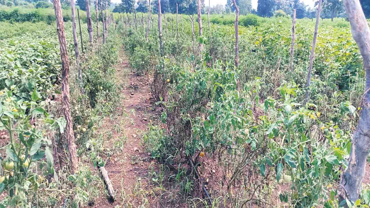 మూడు కాలాలూ ఇదే సాగు