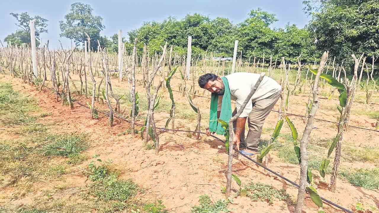 భార్య ప్రోత్సాహంతో శ్రీకారం చుట్టిన యువరైతు భూక్యా రాజునాయక్‌