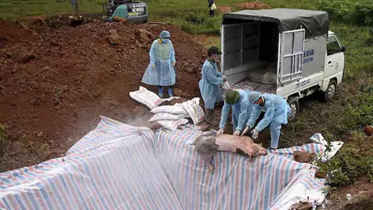 Swine fever | కేరళలో ఆఫ్రికన్‌ స్వైన్‌ వైరస్‌.. 67 పందులు మృతి