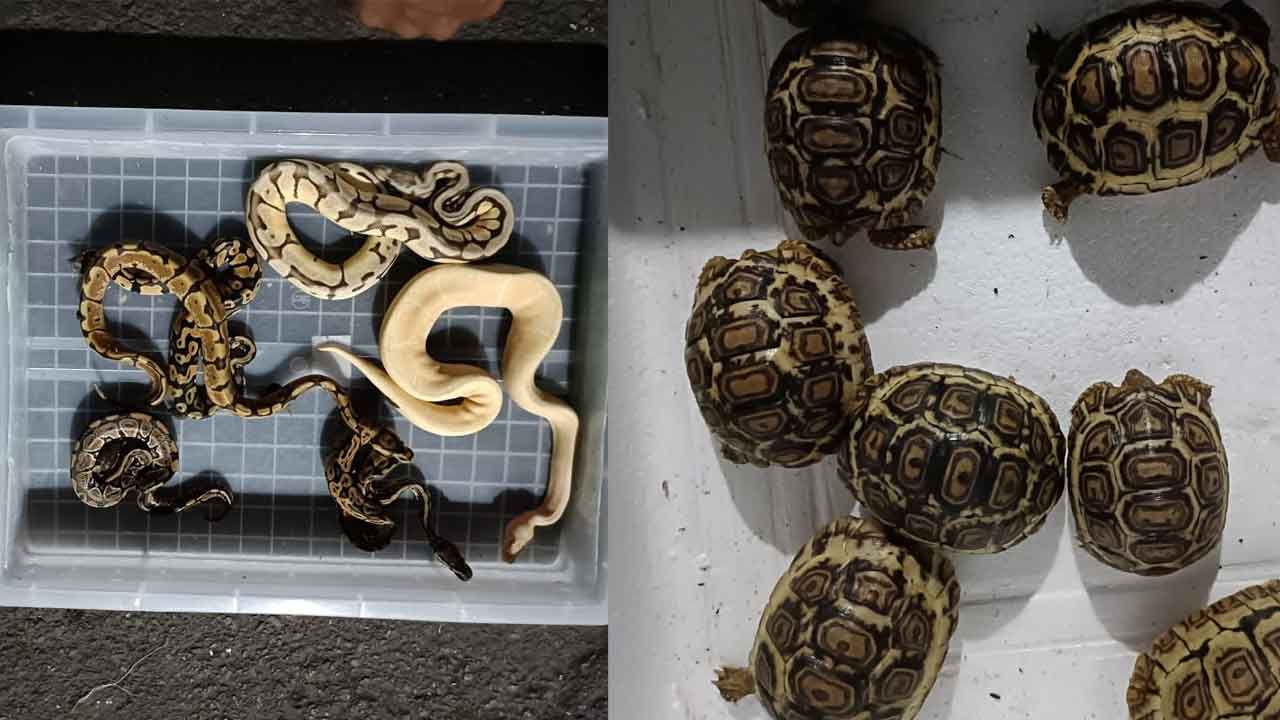 అక్ర‌మంగా త‌ర‌లిస్తున్న జంతువులు సీజ్‌.. చేప‌ల పెట్టెల్లో పాములు, తాబేళ్లు, బ‌ల్లులు