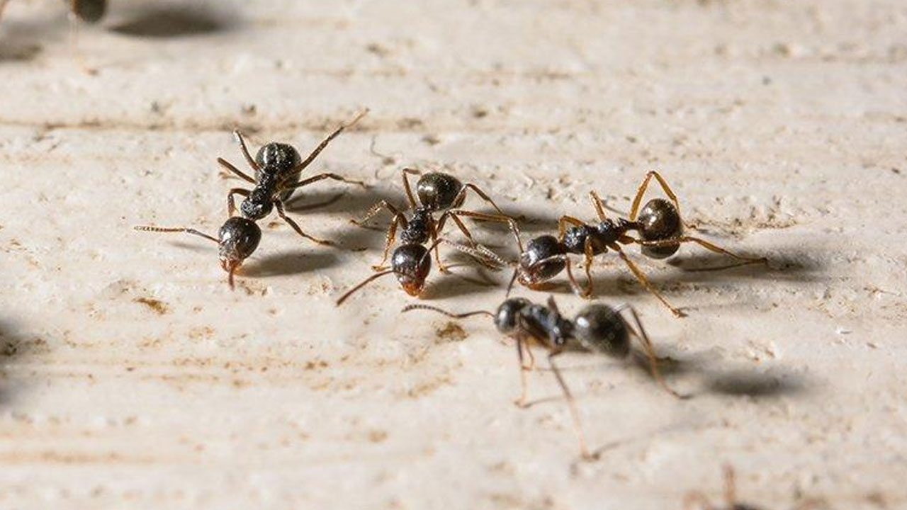 Ant | చీమ ఫేస్ ఎలా ఉంటుందో ఊహించారా?.. వణికిపోతున్న నెటిజన్లు