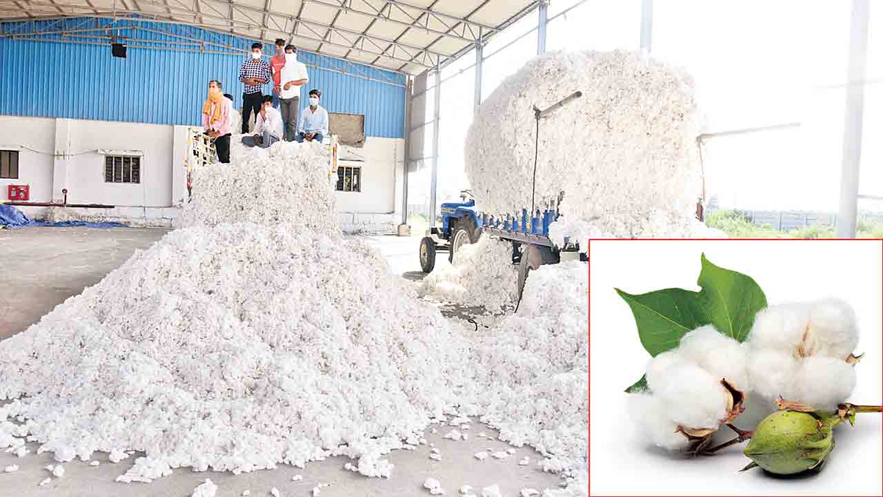 ముంచెత్తనున్న తెల్లబంగారం