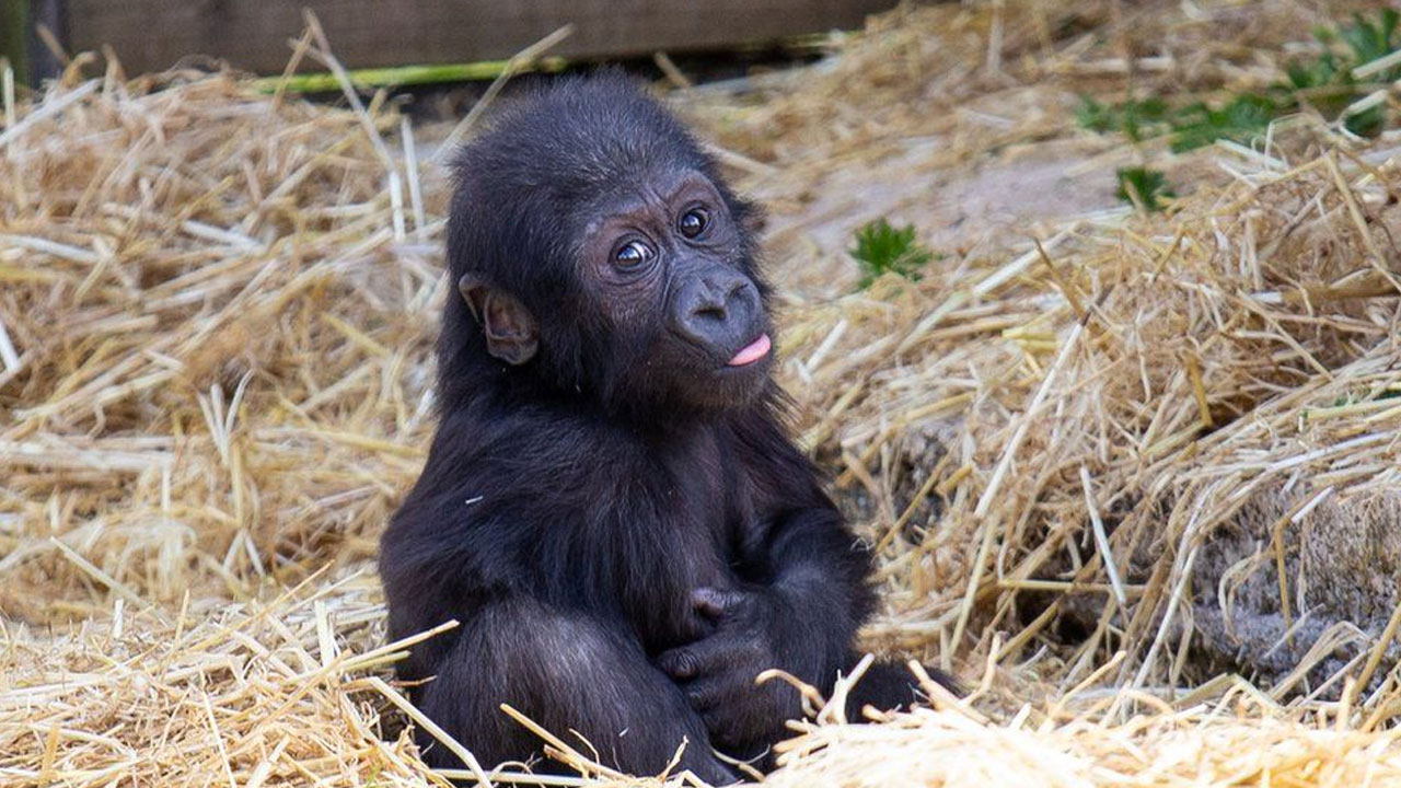 Gorilla | తొలిసారి గుండెలు బాదుకున్న గొరిల్లా పిల్ల.. తర్వాత ఏం జరిగిందో చూడండి!