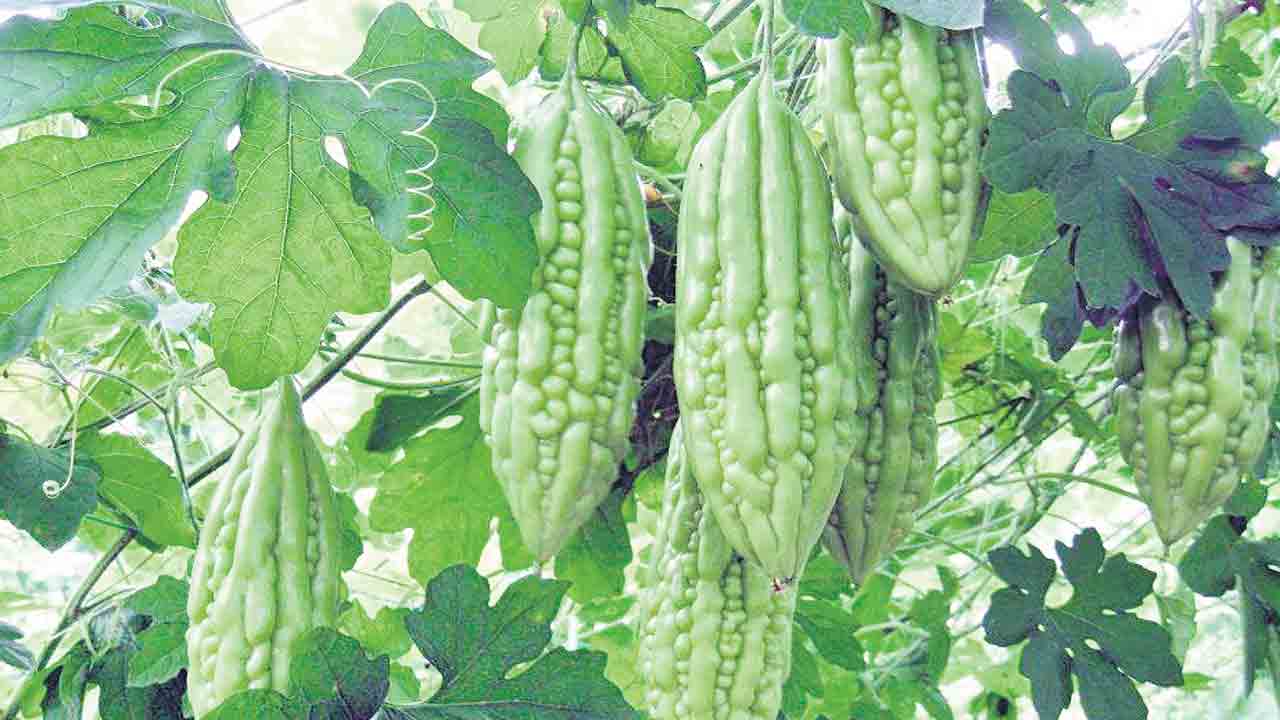 కాకర ఆరోగ్యానికి ఆసరా..