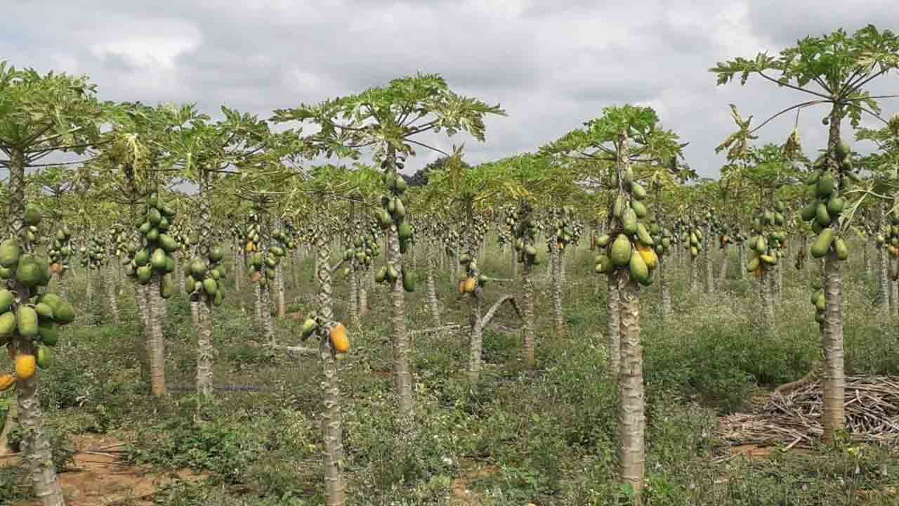 లాభాల పొప్పడి