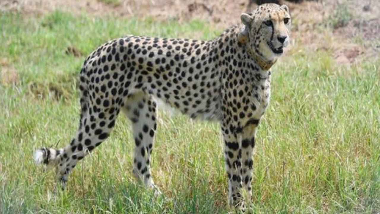 చిరుత పులుల ప‌ర్య‌వేక్ష‌ణకు తొమ్మిది మందితో టాస్క్‌ఫోర్స్