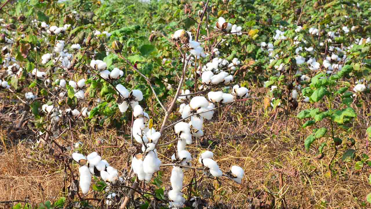 14 ఏండ్ల దిగువకు పత్తి ఉత్పత్తి