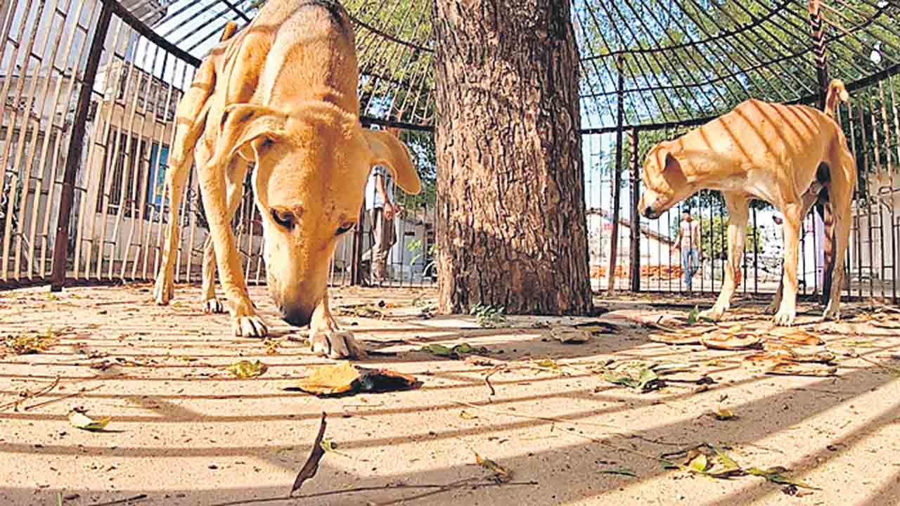 ఆ శునకాలు.. కోటీశ్వరులు!