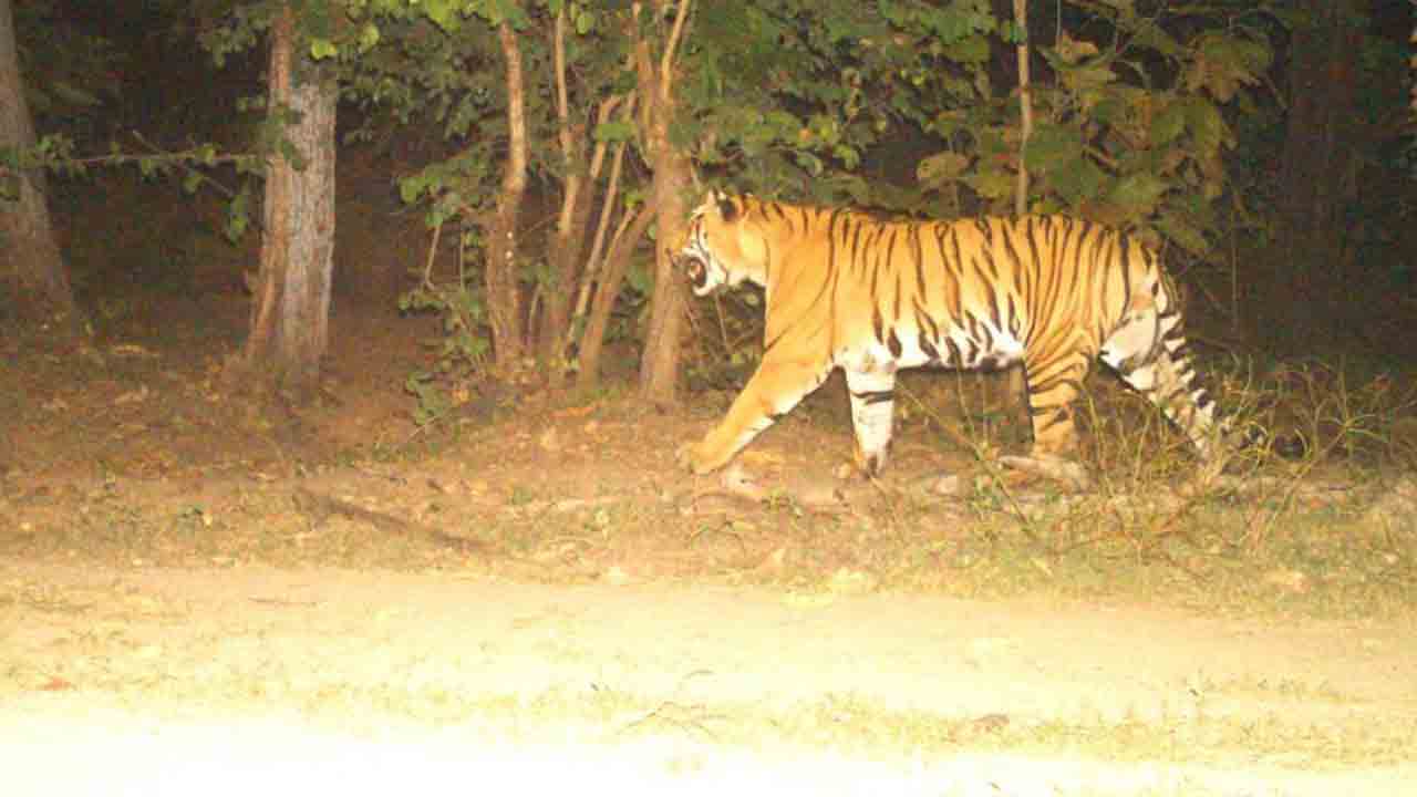 వనాన్ని వాటికి వదిలేద్దాం