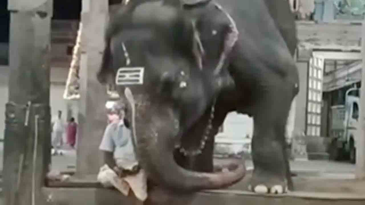 Elephant | ఫోన్‌ చూసేందుకు ఏనుగు కష్టాలు.. వీడియో వైరల్‌..!