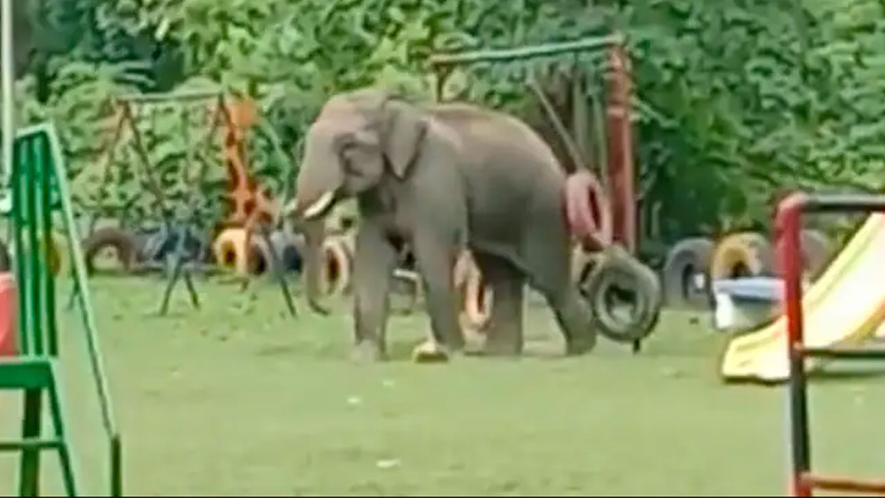 Elephant | పిల్లల పార్కులోకి వచ్చి.. ఉయ్యాలతో ఆడుకున్న ఏనుగు.. వీడియో వైరల్