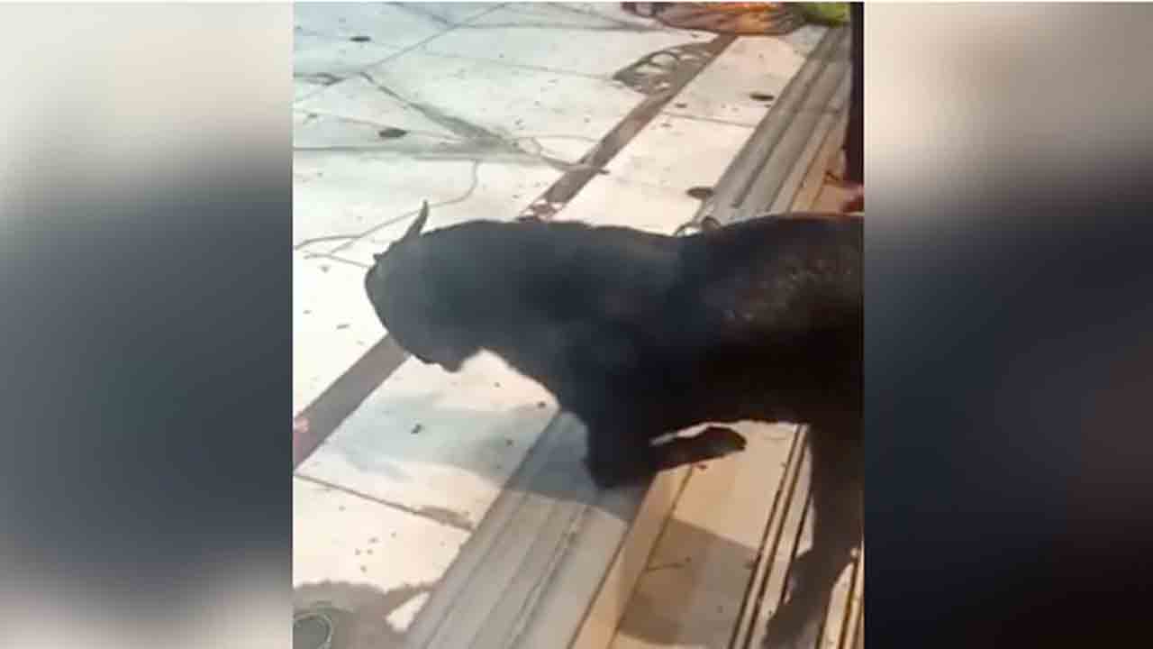 Watch: ఆలయం వద్ద మోకరిల్లి దేవుడ్ని ప్రార్థించిన మేక… వీడియో వైరల్‌