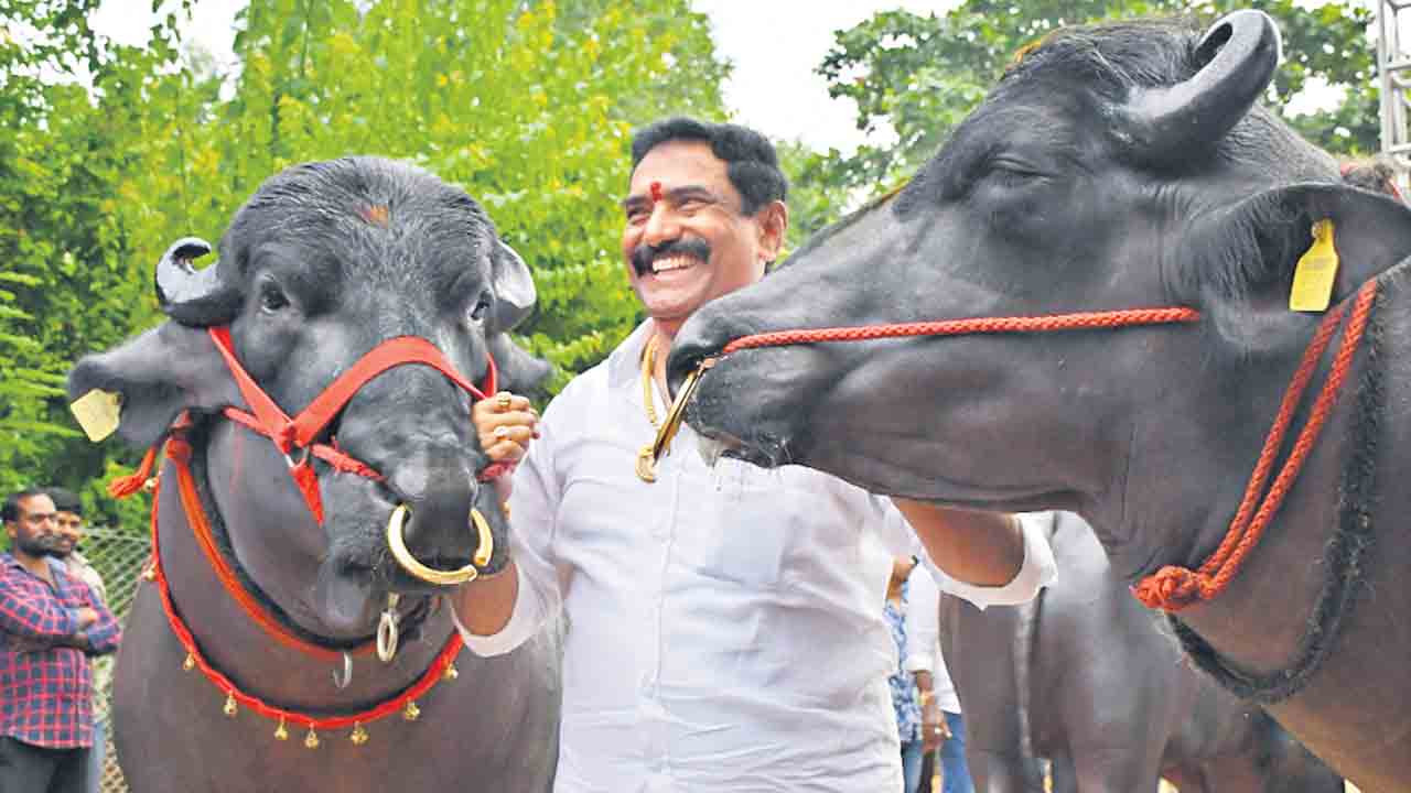 70 వసంతాల సదర్‌