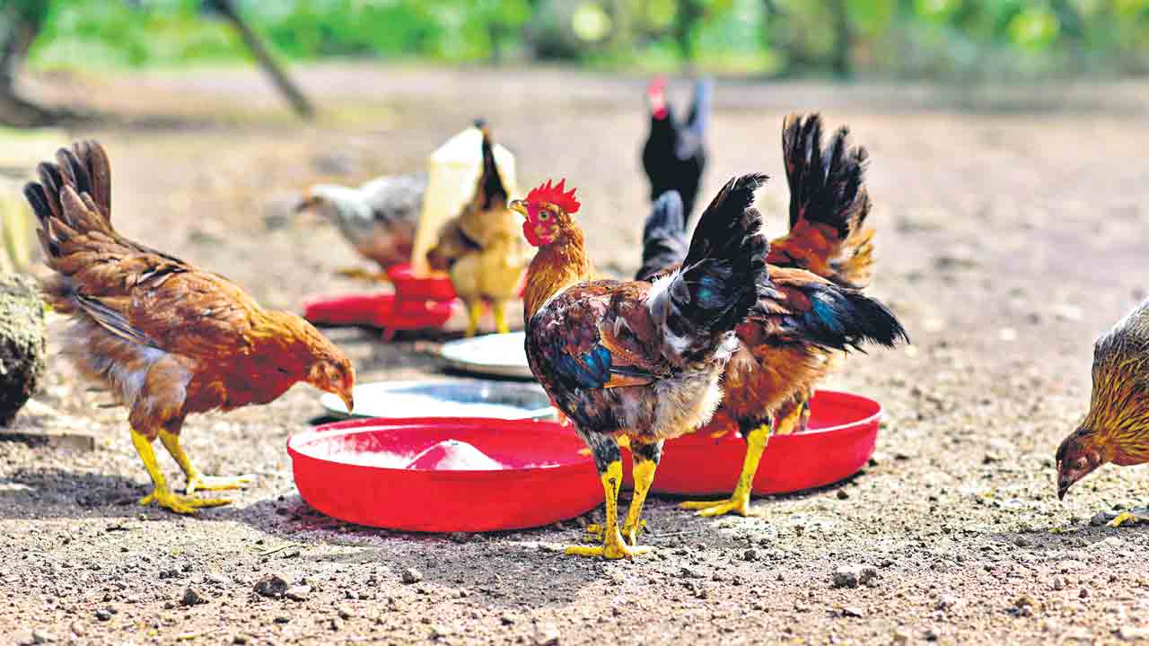 కోళ్లలో.. ఫౌల్‌ టైఫాయిడ్‌