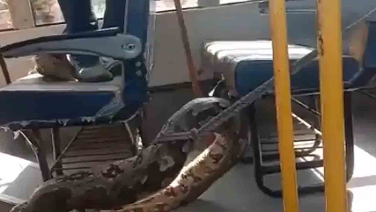 Watch: మేకను మింగి… స్కూల్‌ బస్సులోకి దూరిన భారీ కొండచిలువ