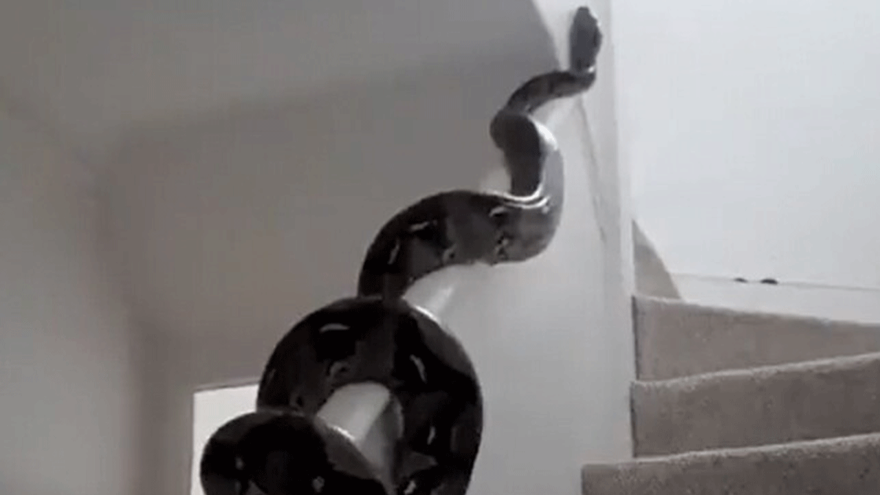 గుండెల్లో దడ పుట్టిస్తున్న వీడియో.. మెట్లపొంటి ఇంట్లోకి దూరుతున్న భారీ కొండచిలువ