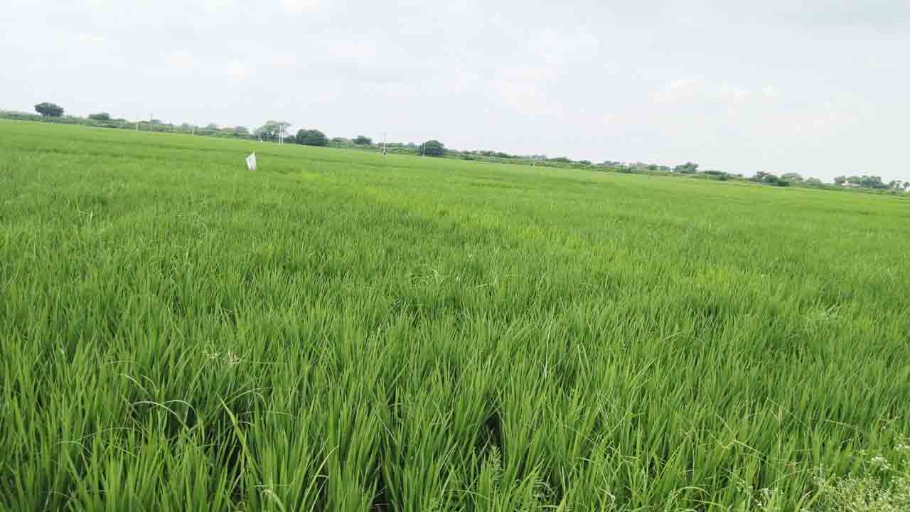 కరువు నేలలో బంగారు పంటలు