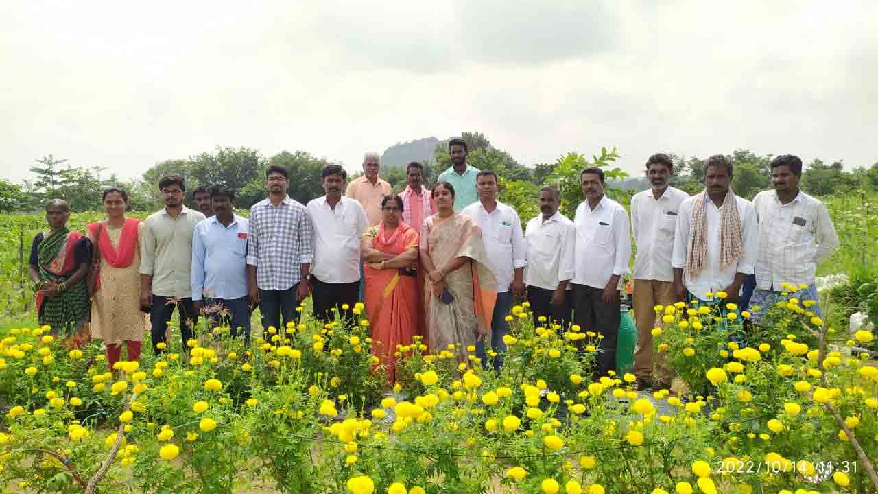 సిరులు కురిపిస్తున్న బంతిపూల సాగు