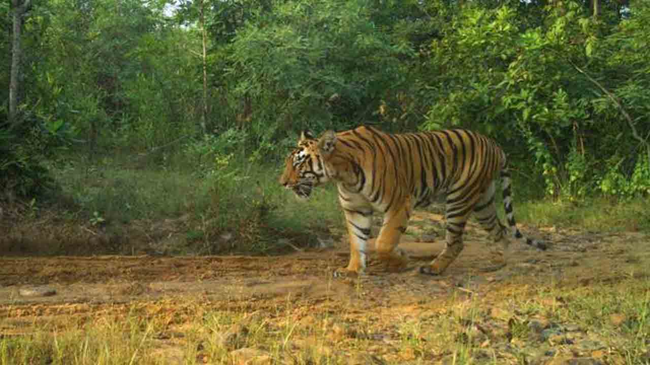 కాగజ్‌నగర్‌లో పెద్దపులి కలకలం..