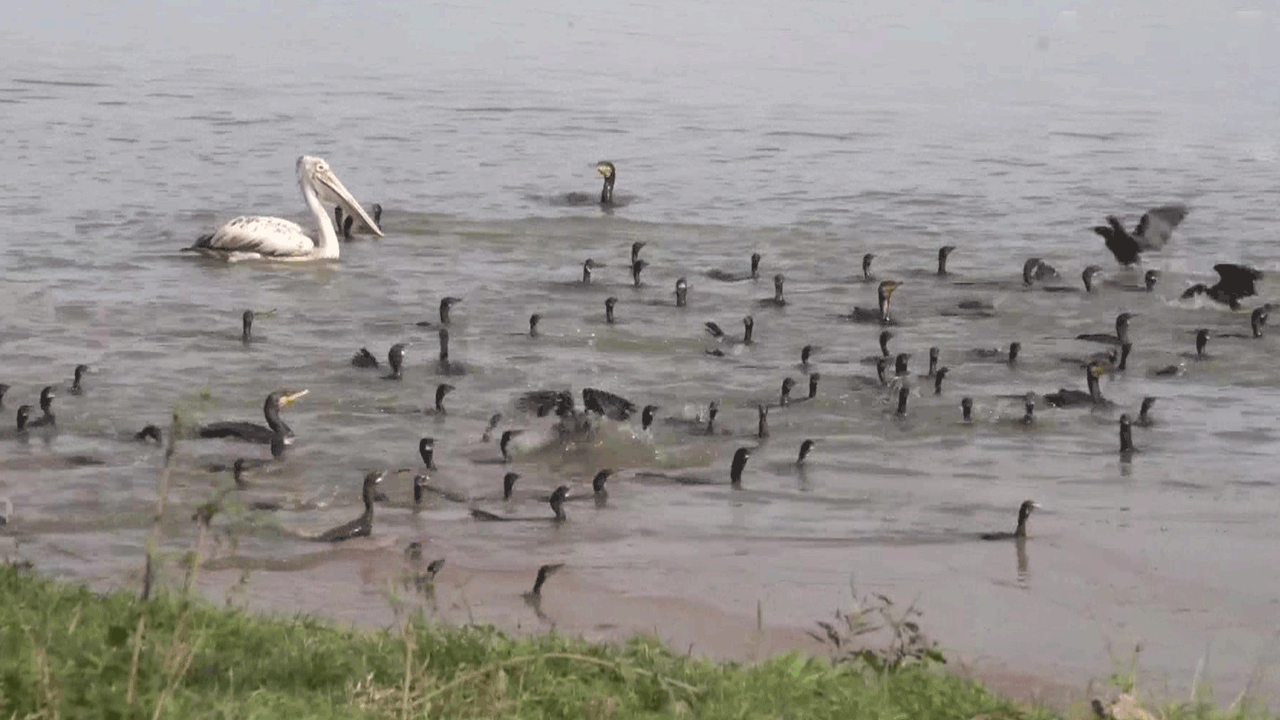 Video: కజిరంగా నేషనల్‌ పార్కులో వలస పక్షుల సందడి