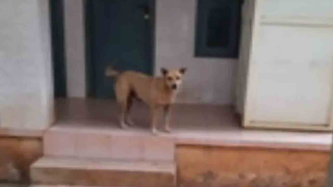 పిల్లి క‌రిచింద‌ని హాస్పిట‌ల్‌కు వెళ్తే కుక్క క‌రిచింది..