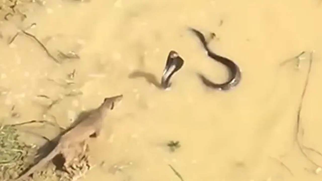 నాగుపాము- ముంగీస పోరు.. విజయం దేనిదో తెలుసా?