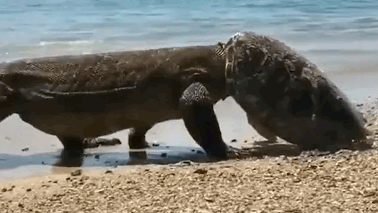 Viral Video | తాబేలును వేటాడి.. తలకేసుకొని ఆడిన కొమొడో డ్రాగన్‌