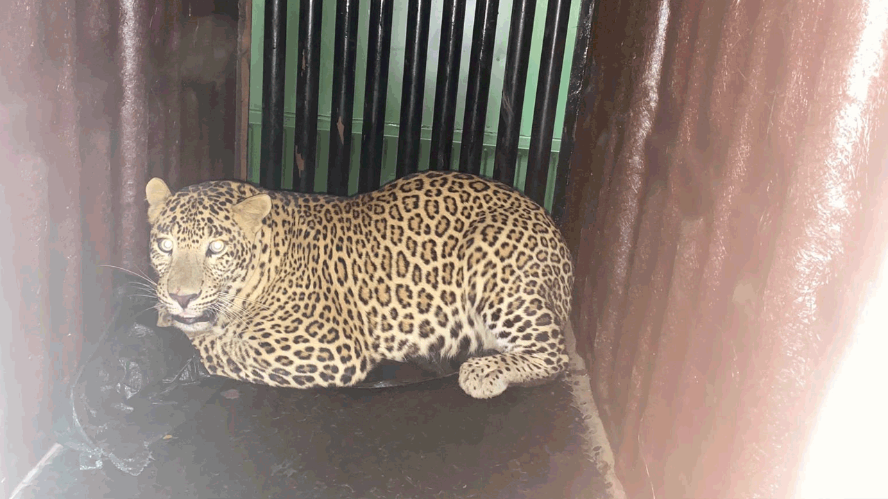 ఏడాదిన్నర చిన్నారిపై దాడిచేసిన చిరుతపులి ఇదే