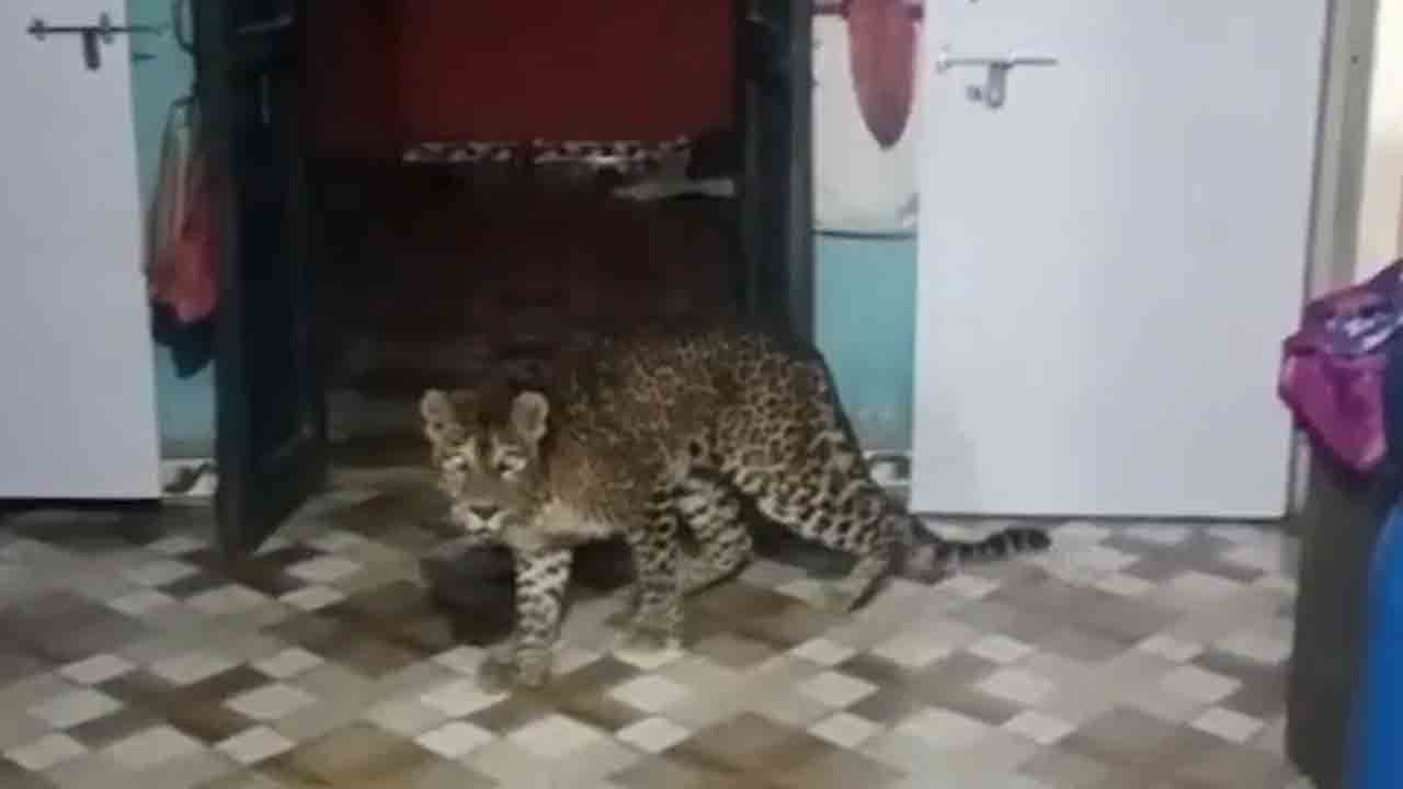 చిరుతతో బామ్మ పోరాటం