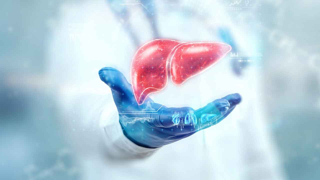 Liver Life | మన కాలేయం చిరంజీవ చిరంజీవ.. 100 ఏండ్లకు పైగా పనిచేస్తాయంట..!